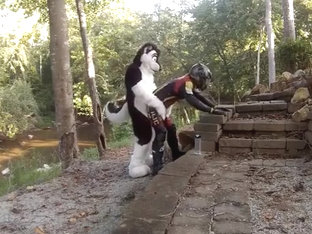 Husky Humps A Biker